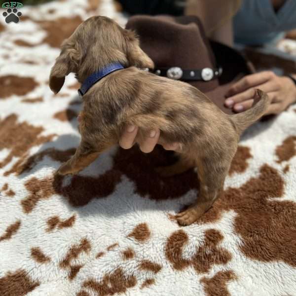 Cookie, Dachshund Puppy